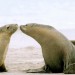 SA; Kangaroo Island; Seals;