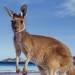 Fauna; Kangaroos;