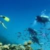 Great Barrier Reef Scuba Diving